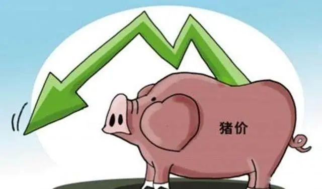 中國豬價暴跌,引全球生豬市場恐慌!