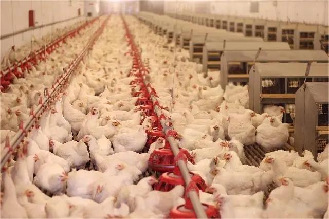 2022年中國禽飼料市場現狀及發展趨勢預測分析