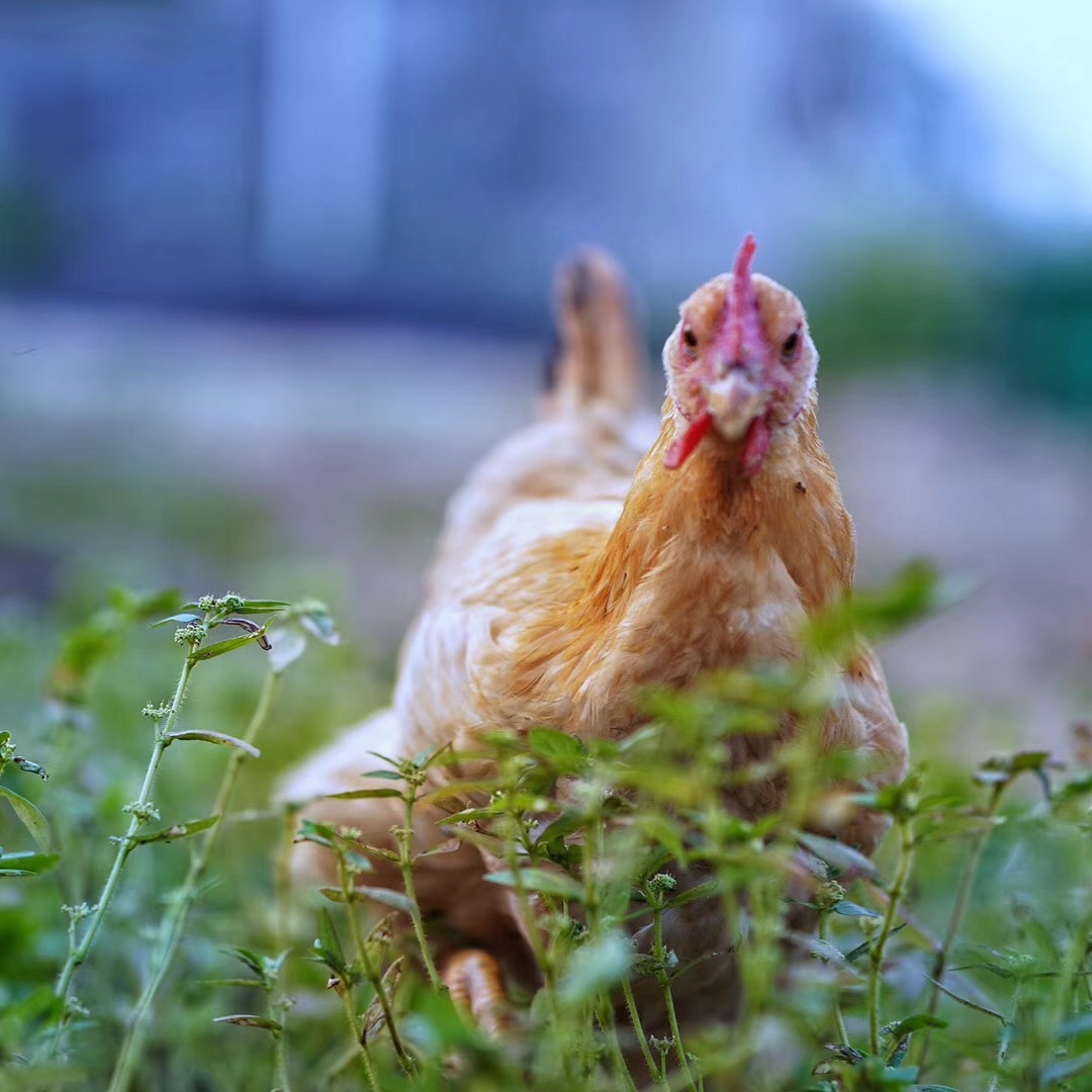 雞肉全產業鏈供需形勢分析